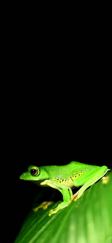 Green frog on black background mobile wallpaper