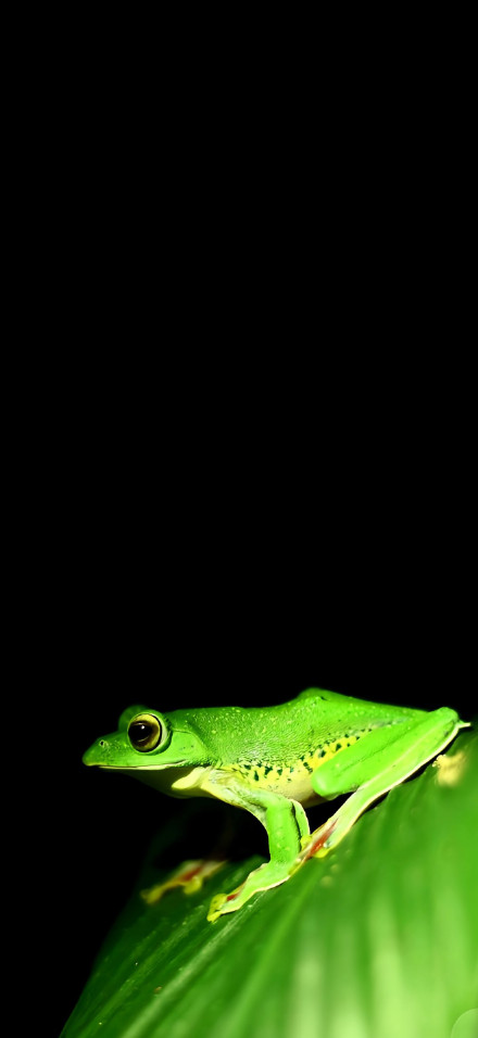 Green frog on black background mobile wallpaper