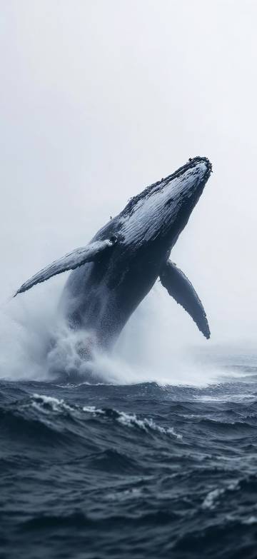 Whale jumping out of the sea phone wallpaper