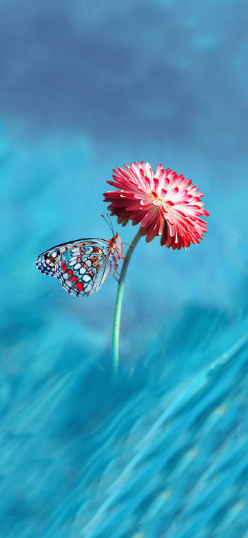 Red flower and butterfly phone wallpaper