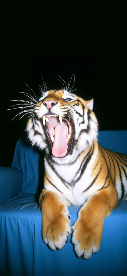 Roaring Bengal Tiger Close-up Portrait Wallpaper