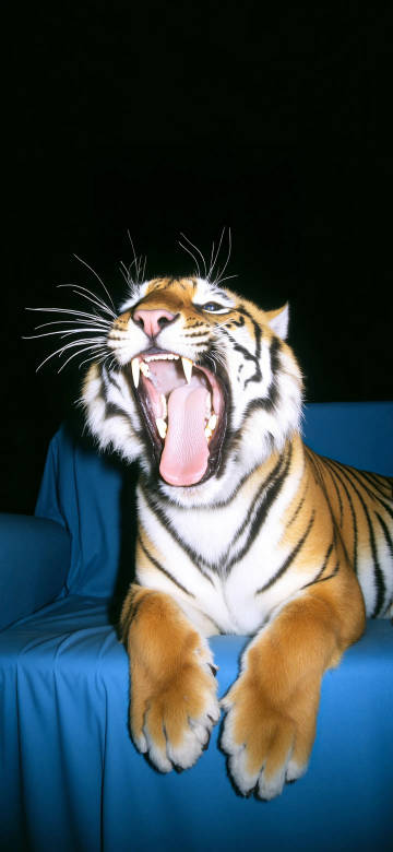 Roaring Bengal Tiger Close-up Portrait Wallpaper