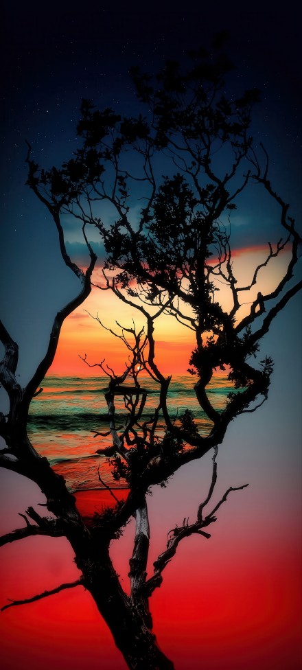 Dark Tree Silhouette Over Red Sunset Sea Wallpaper