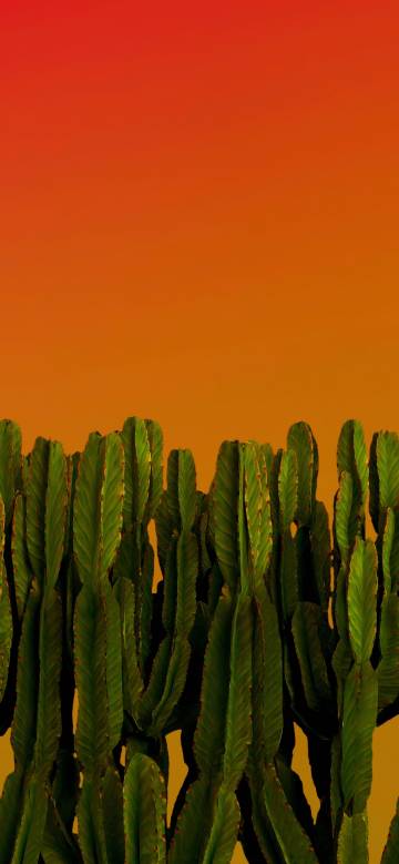Cactus Plants Against Orange Gradient 4K Wallpaper