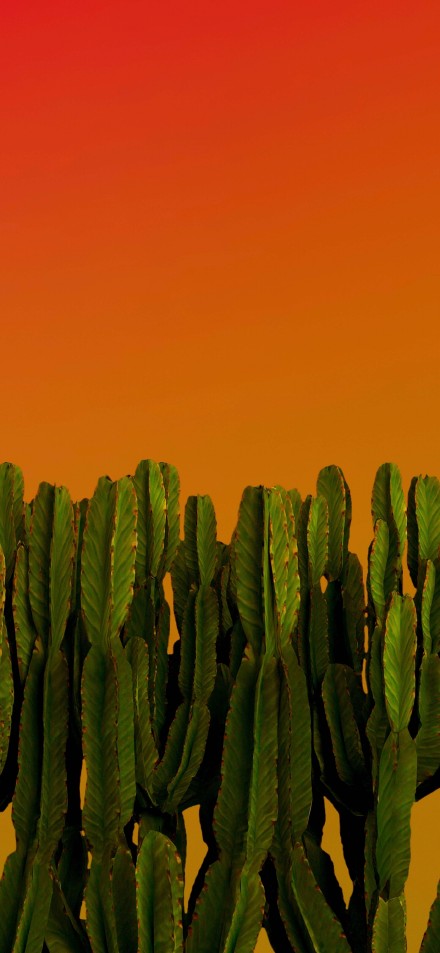 Cactus Plants Against Orange Gradient 4K Wallpaper
