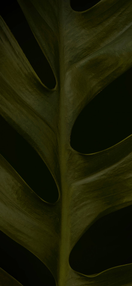 Green leaves on black background 4k wallpaper