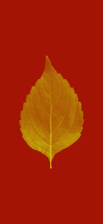Golden Leaves on Red Background 4K Wallpaper