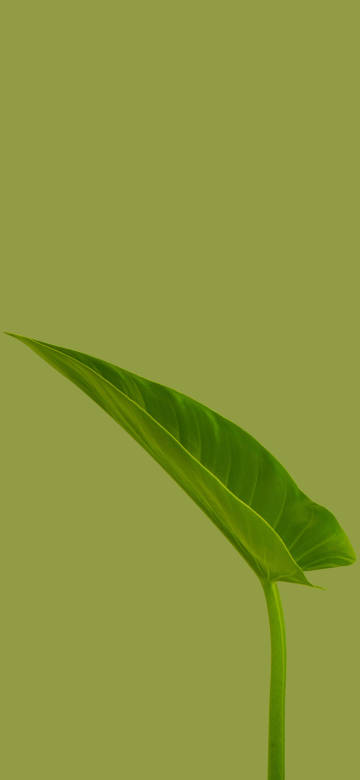 Minimalist Green Leaf on Olive Background