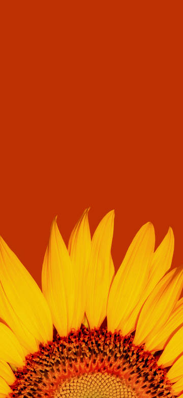 Sunflowers on red background 4k wallpaper