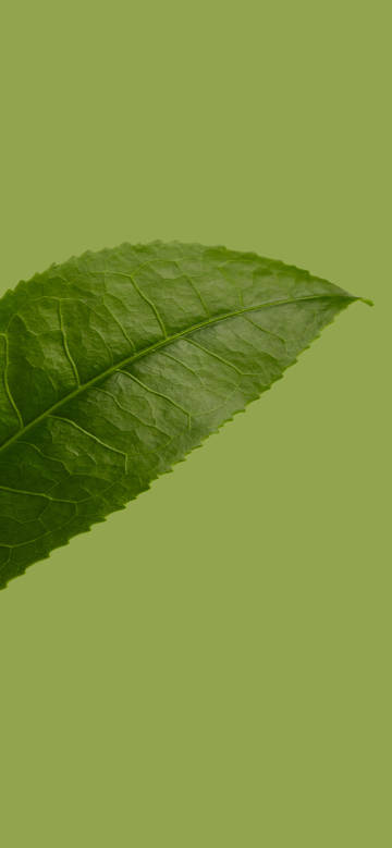 Green leaves on pure green background wallpaper