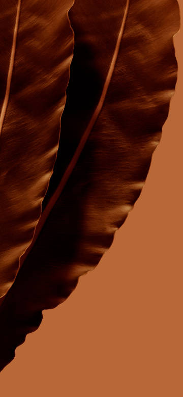 Banana leaves on a pure brown background wallpaper