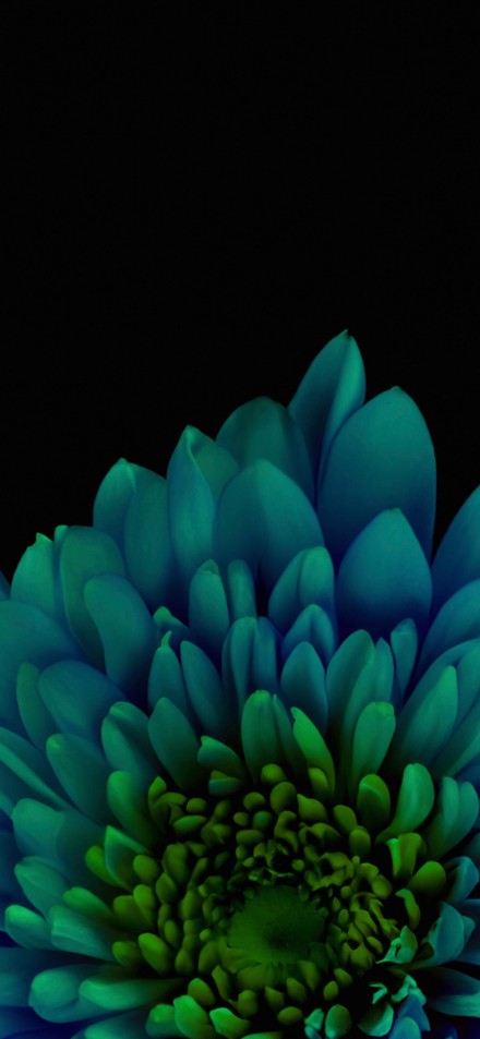 Close-Up Cyan Flower On Black Background 4K Phone Wallpaper