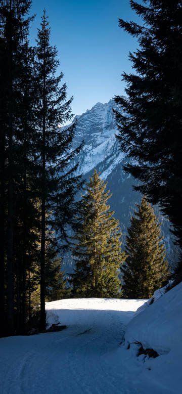 Phone 4K Wallpaper: Winter Forest, Snow Trail, Pine Trees, Alpine Peak 4K