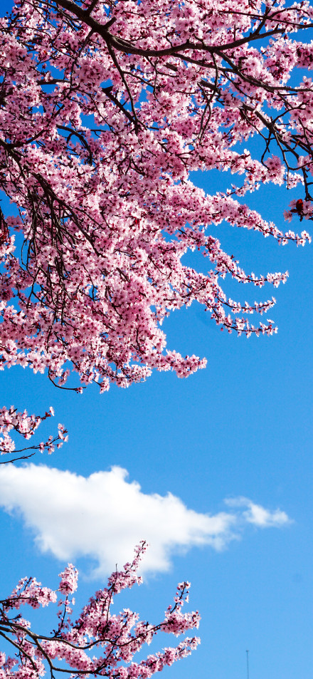 Cherry Blossom Wallpaper: Spring, Pink, Blue Sky, Petals