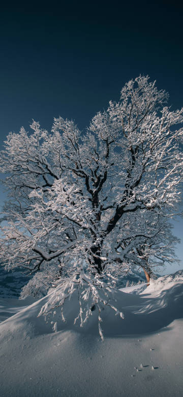 Nature 4K Wallpaper: Snow, Tree, Winter, Sunlight, Aesthetic
