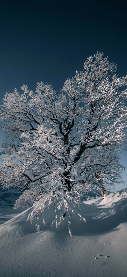 Nature 4K Wallpaper: Snow, Tree, Winter, Sunlight, Aesthetic