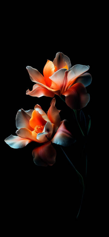 Flower 4K Wallpaper: Black, Orange, Romantic, Classy
