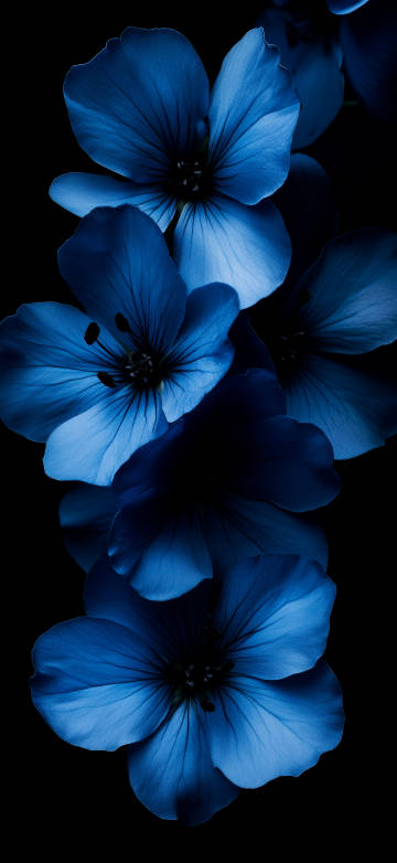 Flower 4K Wallpaper: Petals, Blue, Dark, Serene, Aesthetic