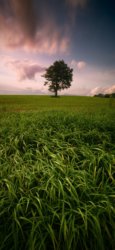 Landscape 4K Wallpaper: Green Grass, Lonely Tree, Serene, Pink Clouds