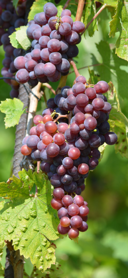 Grapes Under Sunlight 4K Wallpaper