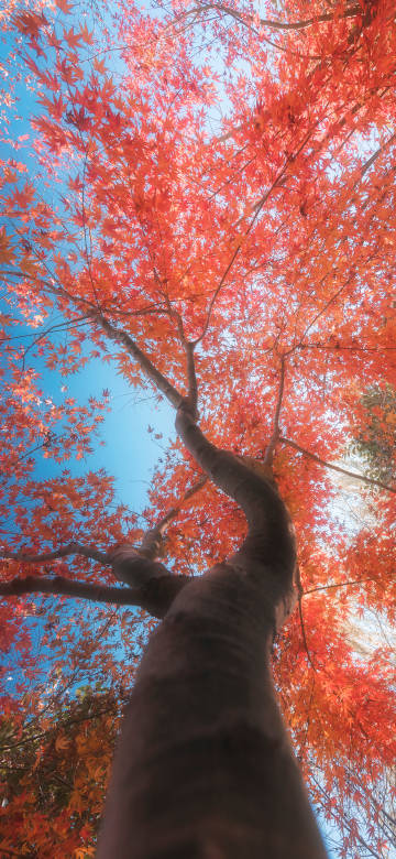 Autumn Maple Leaves 4K Wallpaper: Upward View, Blue Sky