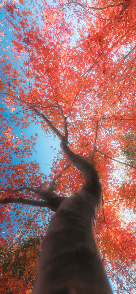 Autumn Maple Leaves 4K Wallpaper: Upward View, Blue Sky