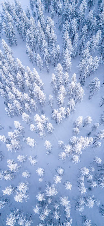 Winter Scenery Wallpaper: Aerial View, Frost Covered Trees, Snowscape