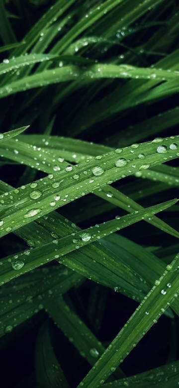 Fresh Dew Drops on Dark Green Leaves After the Rain 4K Wallpaper