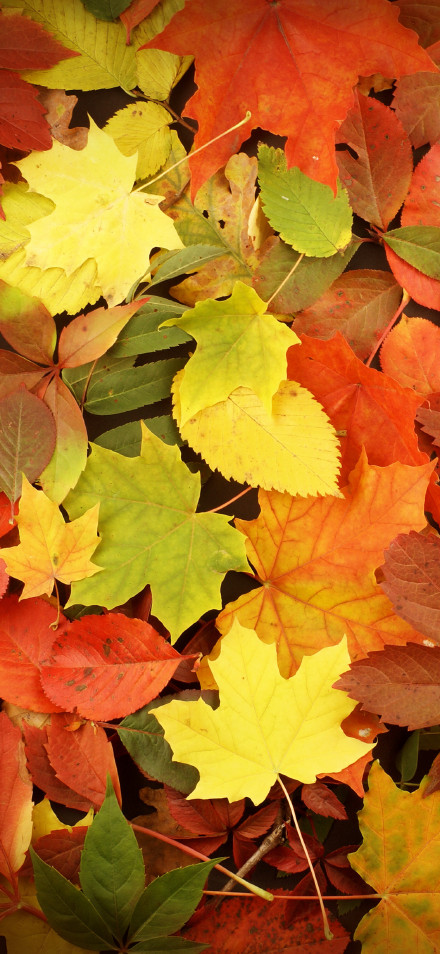 Golden Maple Leaves on The Ground Wallpaper 4K