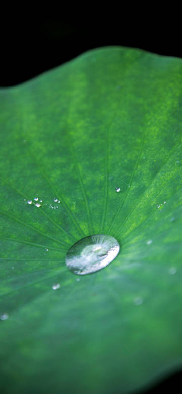 Crystal Water Droplets on Fresh Green Lotus Leaf 4K Wallpaper