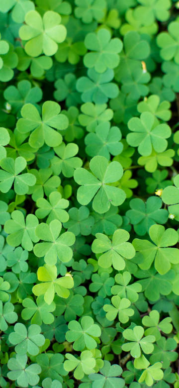 Vibrant Clover Green Wallpaper 4K