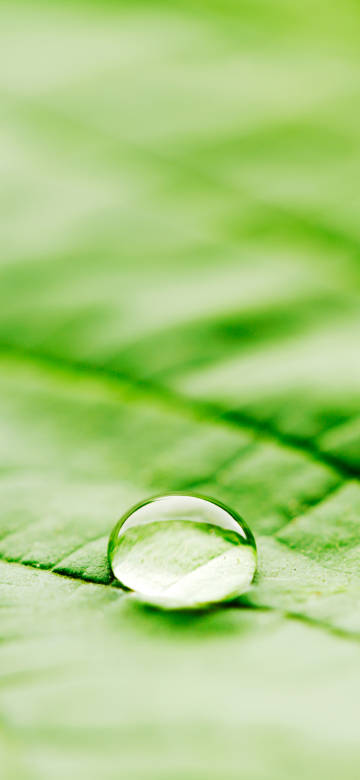 Green Leaf with Dew Drops 4K Wallpaper