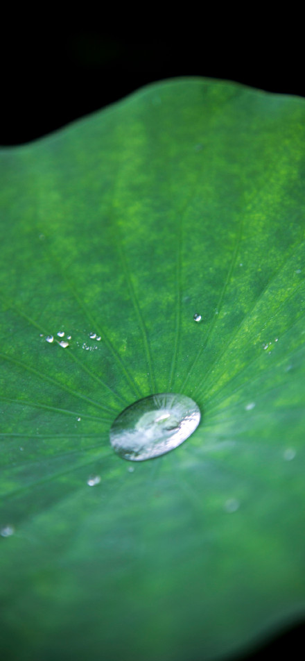 Crystal Water Droplets on Fresh Green Lotus Leaf 4K Wallpaper