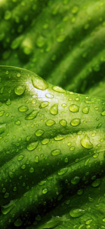 Eye-Friendly Green Wallpaper: Water Drops on Leaf 4K HD
