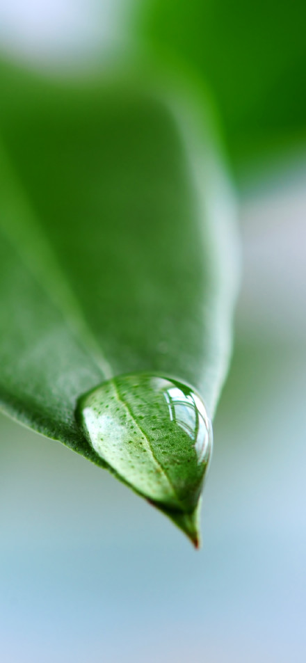 Water Droplets on Green Leaf Macro 4K Wallpaper