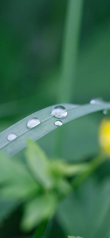 Water drops on green leaves and blurred background 4K wallpaper