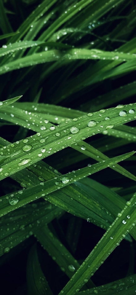 Fresh Dew Drops on Dark Green Leaves After the Rain 4K Wallpaper