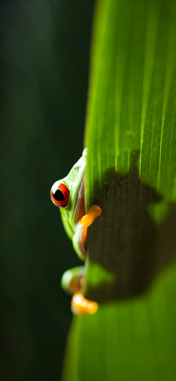 Red-Eyed Tree Frog on Green Leaf 4K Wallpaper