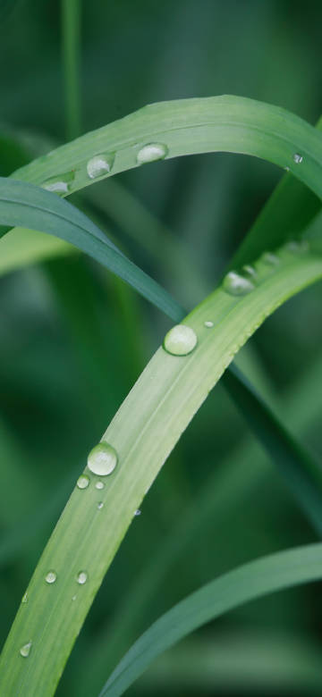 Water droplets on green leaves close-up depth effect 4k wallpaper