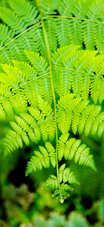 Fresh Green Fern Leaves Macro 4K Wallpaper