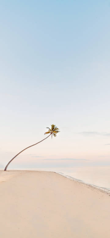 Minimalist Wallpaper: Leaning Palm Tree, Beach, Tropical, Sunrise, Pastel