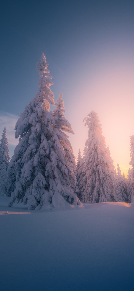 Landscape 4K Wallpaper: Winter Wonderland, Snow, Sunrise, Snow-Covered Trees