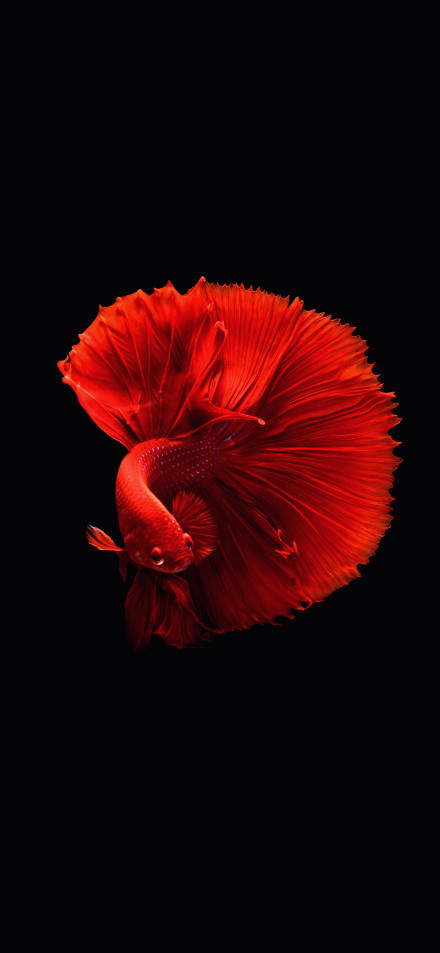 Elegant Red Betta Fish Swimming on Black Background 4K Wallpaper