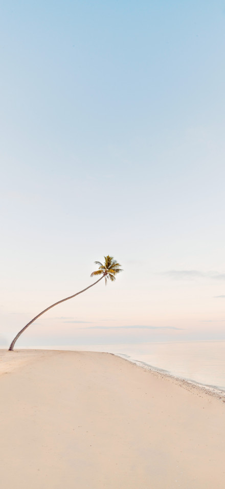 Minimalist Wallpaper: Leaning Palm Tree, Beach, Tropical, Sunrise, Pastel