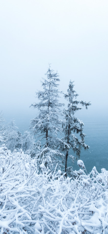 Nature 4K Wallpaper: Winter, Snowy Coast, Foggy, Pine Trees
