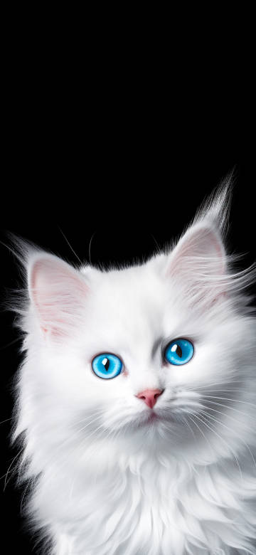 White Kitten Wallpaper: Blue Eyes, Close Up, Fluffy, Black Background