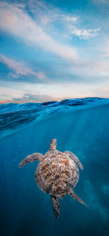 Sea Turtle Swimming in Ocean at Sunset 4K Wallpaper
