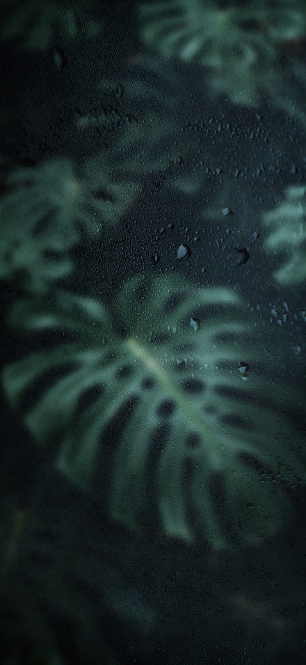 Monstera Leaf with Dew Drops in Dark Background 4K Wallpaper