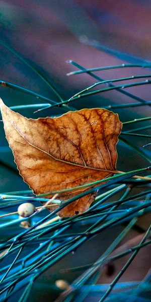 Beautiful phone wallpaper showcasing a leaf amidst delicate twigs and nature