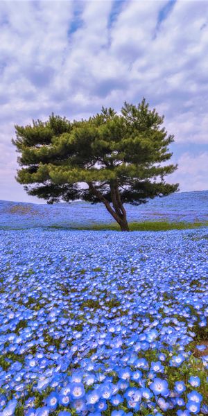 Phone wallpaper: Trees, Flower, Tree, Earth, Field, Blue Flower free download